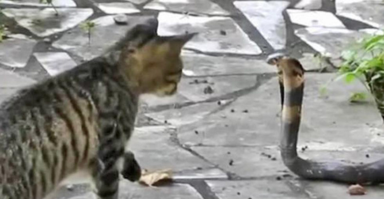 Γάτες κατασπάραξαν φίνα στην Κύπρο – Βίντεο με σκληρές εικόνες