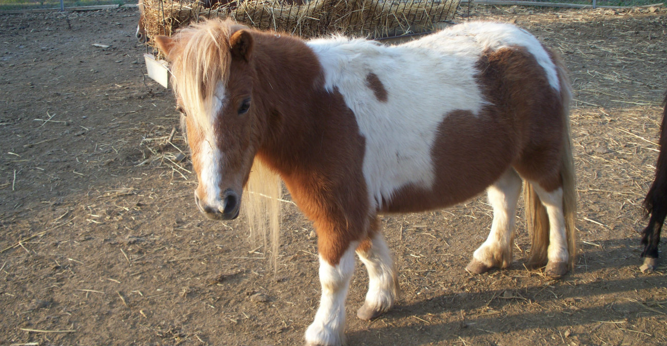 Σοκαριστική καταγγελία: Πέθανε πόνυ για χάρη των χριστουγεννιάτικων χωριών 