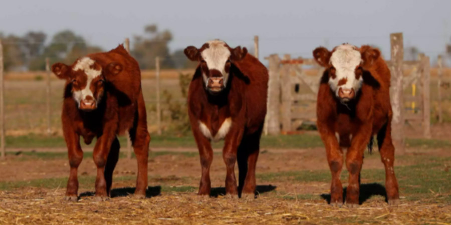 Επιστήμονες εκπαίδευσαν αγελάδες να πηγαίνουν στην τουαλέτα