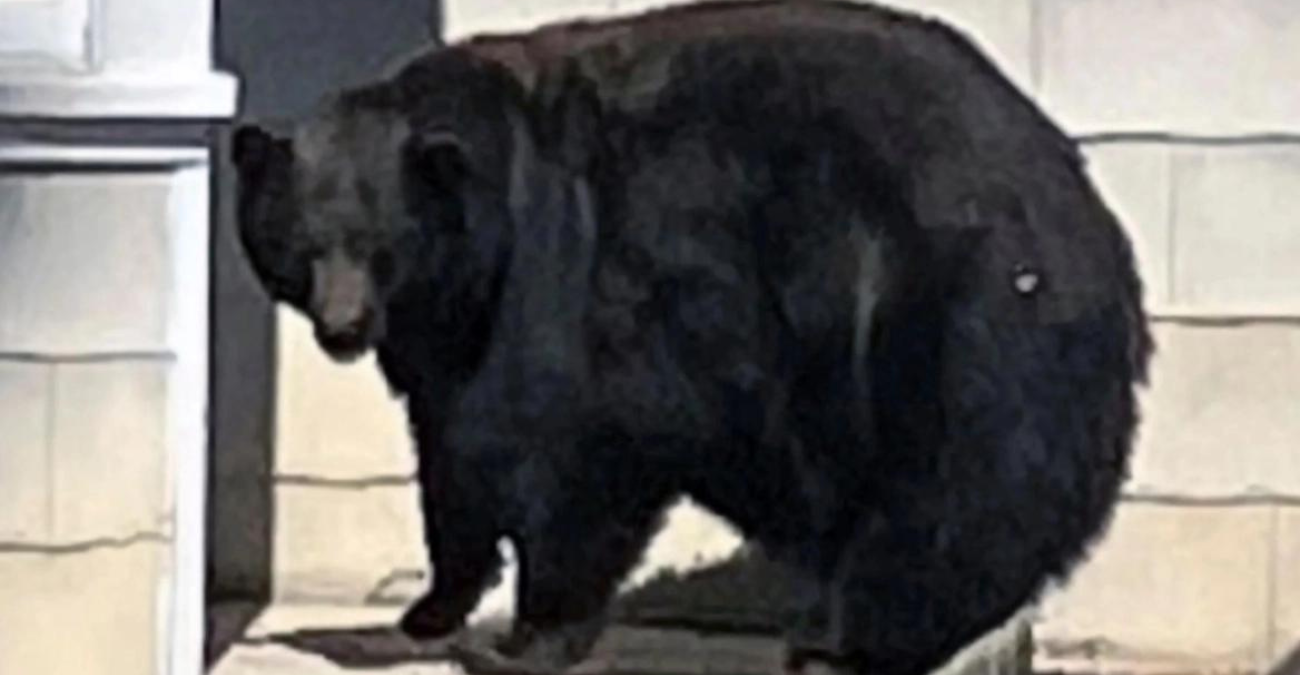 Καλιφόρνια: Η αρκούδα «Χανκ το τανκ»... συνελήφθη μετά από 21 διαρρήξεις σε σπίτια - Δείτε βίντεο και φωτογραφίες