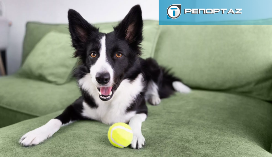 Διακοπές Χριστουγέννων: «Τρέχουν» για κρατήσεις στα ξενοδοχεία σκύλων - Ποιες μέρες έχουν γεμίσει και τι πρέπει να γνωρίζετε