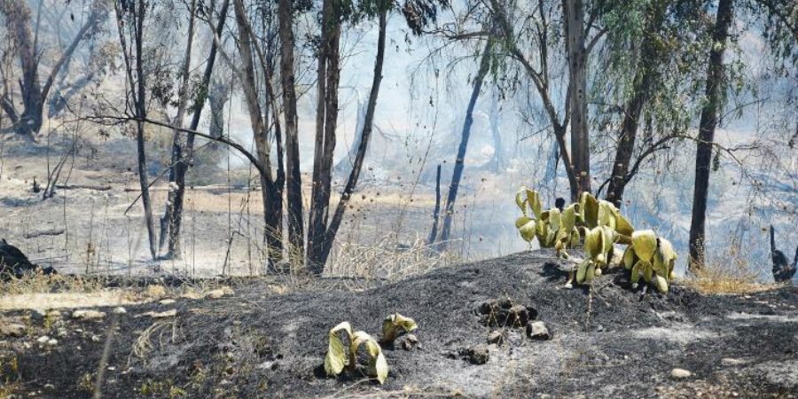 ΠΡΟΣΟΧΗ: Σε επίπεδο «Κόκκινου Συναγερμού» ο κίνδυνος δασικών πυρκαγιών