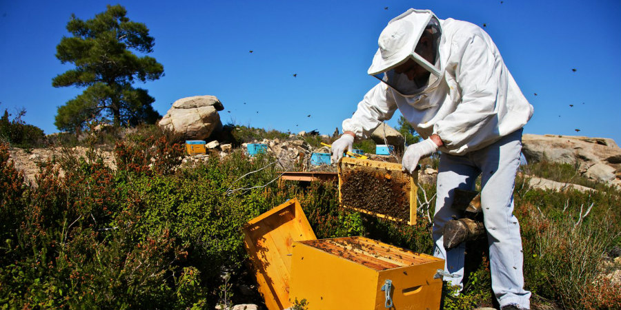 ΚΥΠΡΟΣ: Οδηγίες προς μελισσοκόμους για πυρκαγιές