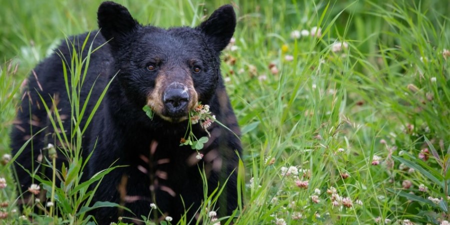 Οικογένεια στις ΗΠΑ νόσησε από τριχίνωση αφού έφαγε κεμπάπ μαύρης αρκούδας