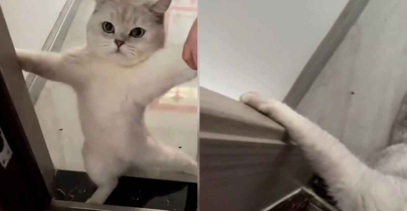 «Αντικοινωνική» γάτα αρνείται πεισματικά να βγει από το σπίτι και γίνεται viral - Βίντεο