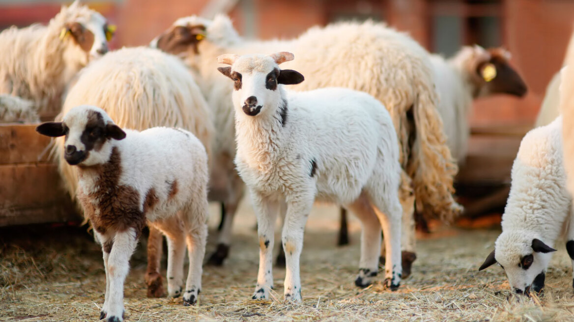 Κτην. Υπηρεσίες: Εντός της εβδομάδας ολοκλήρωση εμβολιασμών όλων των αιγοπροβάτων