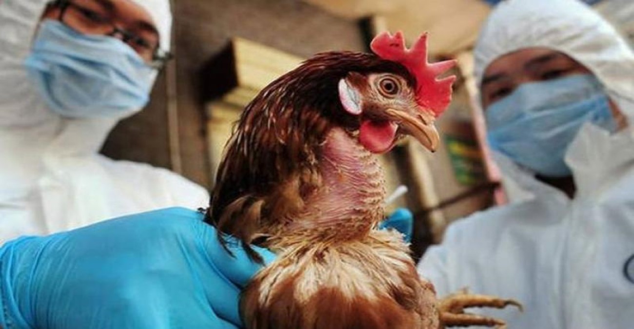 Βρετανία: Θετικοί στη γρίπη των πτηνών δύο εργαζόμενοι σε πτηνοτροφείο