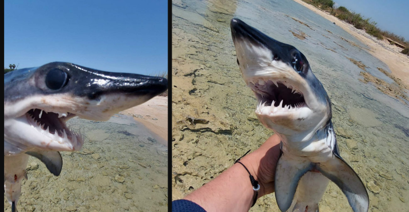 Πολίτης εντόπισε καρχαρία σε παραλία της Αγίας Νάπας - Δείτε φωτογραφίες 