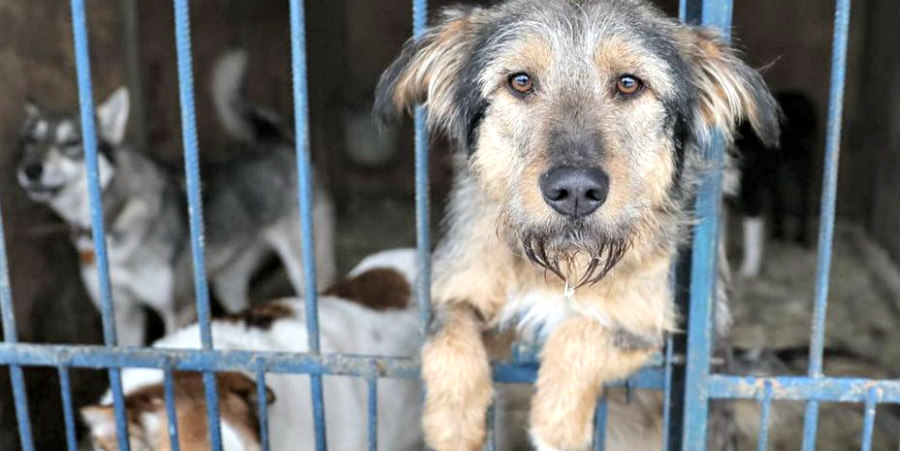 ΚΟΜΜΑ ΓΙΑ ΤΑ ΖΩΑ: Θέτει ερωτήματα για την εξέταση υποθέσεων κακής μεταχείρισης ζώων