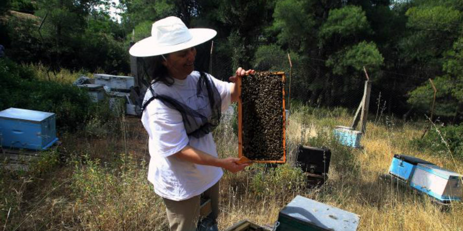 Ο Δήμαρχος Δερύνειας ζητά από Υπ. Γεωργίας αξιοποίηση περιοχής πλησίον Νεκρής Ζώνης για μελισσοκομία