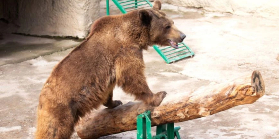 Ουζμπεκιστάν: Γυναίκα πέταξε ένα κοριτσάκι μέσα σε κλουβί αρκούδας