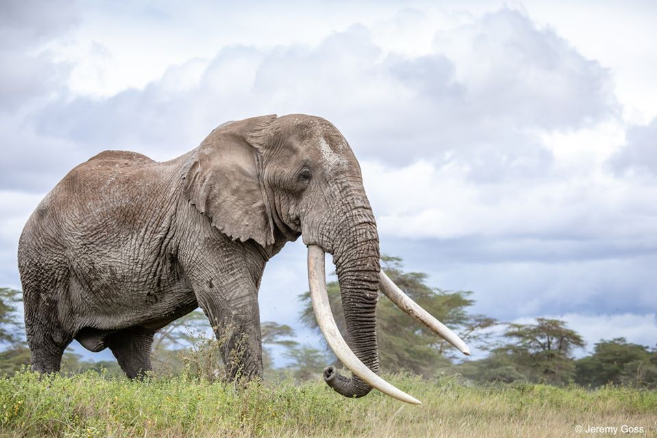 Πέθανε ο Τιμ, ένας από τους τελευταίους ελέφαντες με τεράστιους χαυλιόδοντες 