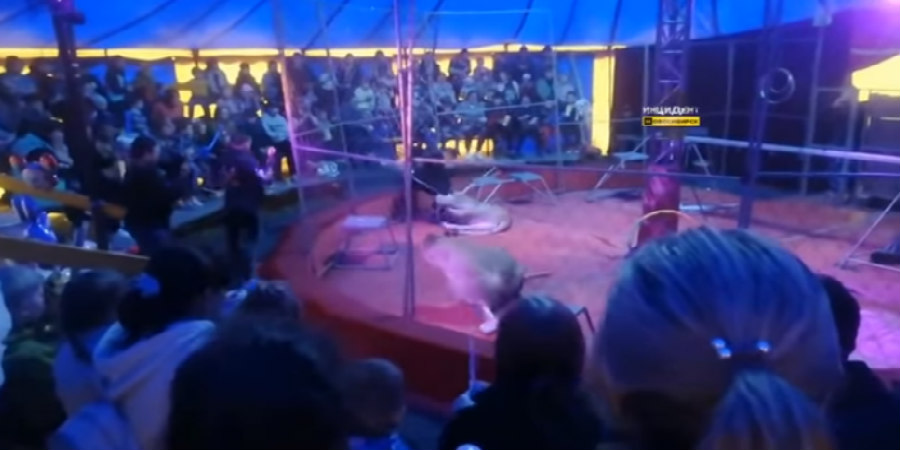 Λιοντάρι επιτέθηκε σε θηριοδαμαστή σε τσίρκο στη Ρωσία - ΒΝΤΕΟ 
