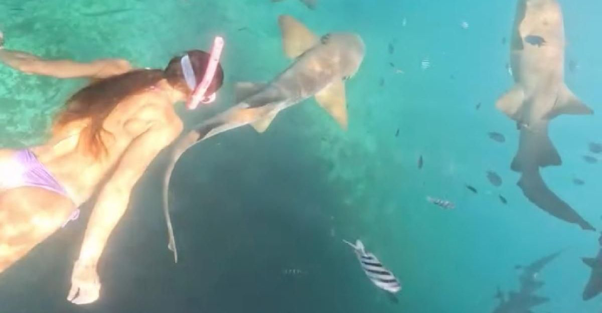 Video: Η στιγμή που καρχαρίας επιτίθεται σε γυναίκα ενώ έκανε snorkeling