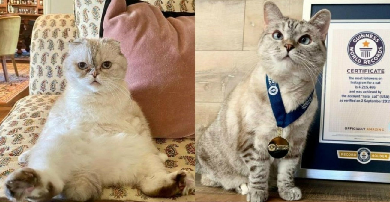 Η γάτα της Τέιλορ Σουίφτ 3ο πλουσιότερο κατοικίδιο στον κόσμο