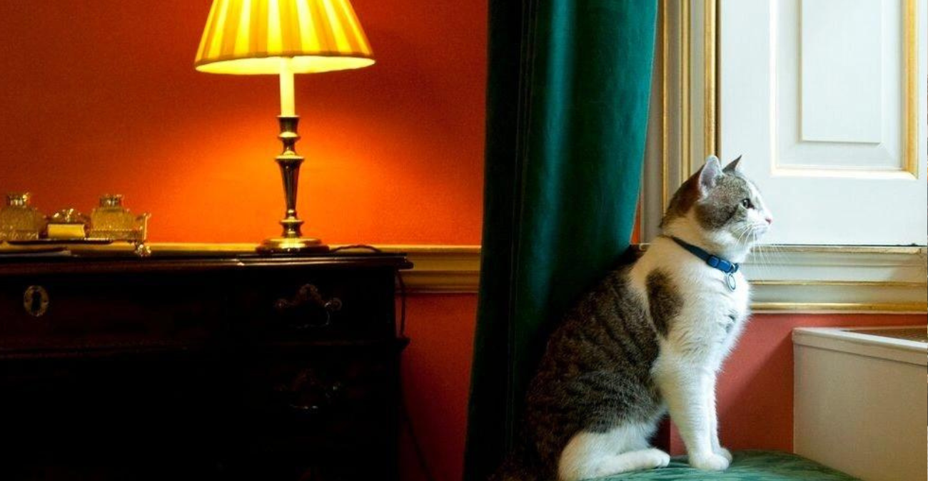 Λάρι, ο γάτος της Ντάουνινγκ Στριτ τα τελευταία 14 χρόνια - Η ιστορία του