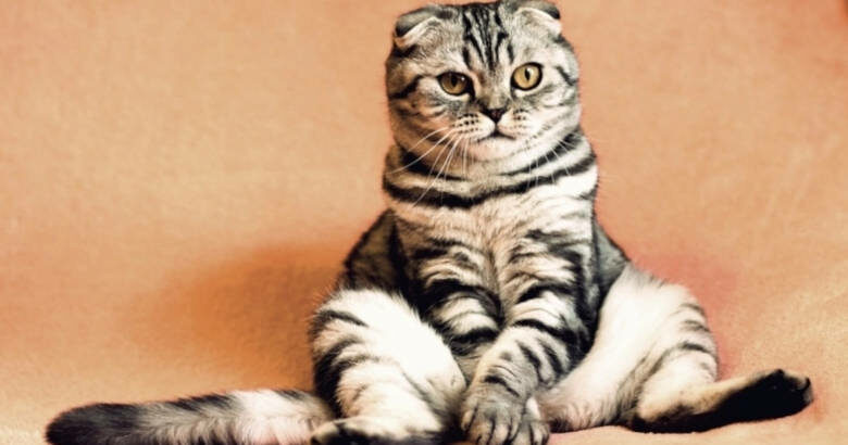 Απίστευτο: Γυναίκα στις ΗΠΑ πλήρωσε 25.000 ευρώ για να κλωνοποιήσει τη γάτα της!