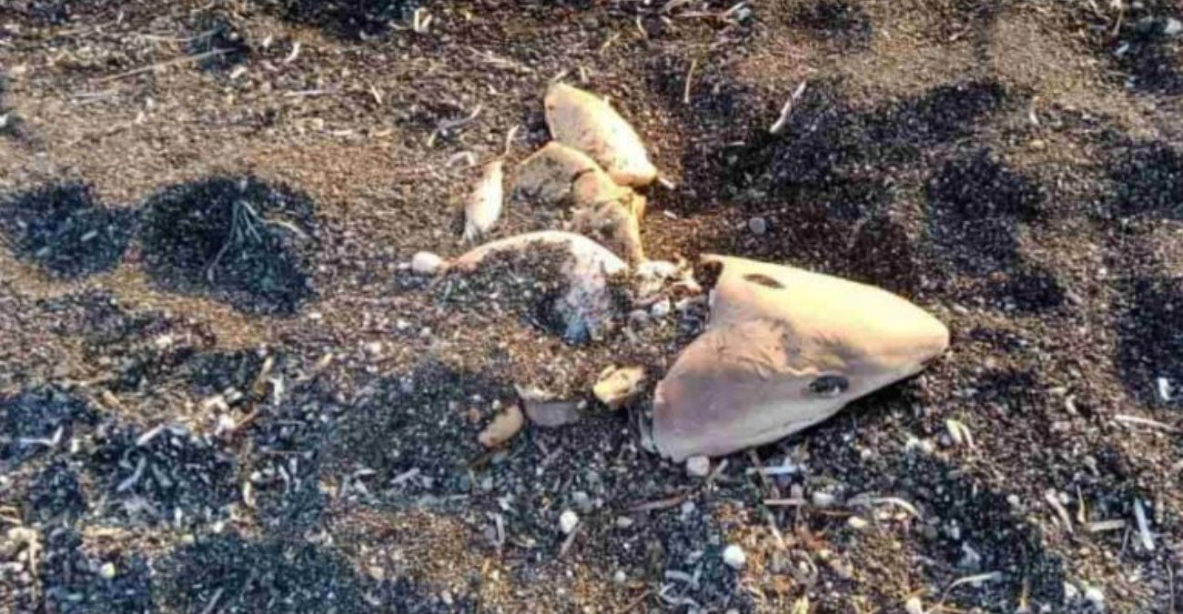 Σαντορίνη: Καρχαριάκι ξεβράστηκε σε παραλία - Δείτε φωτογραφίες