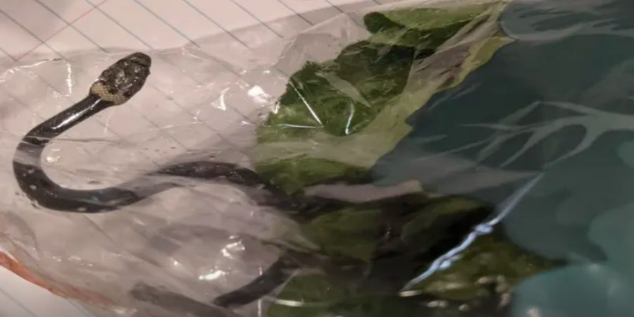 Ζευγάρι βρήκε δηλητηριώδες φίδι σε σακούλα με μαρούλι συσκευασμένο στο Σίδνεϊ - ΒΙΝΤΕΟ