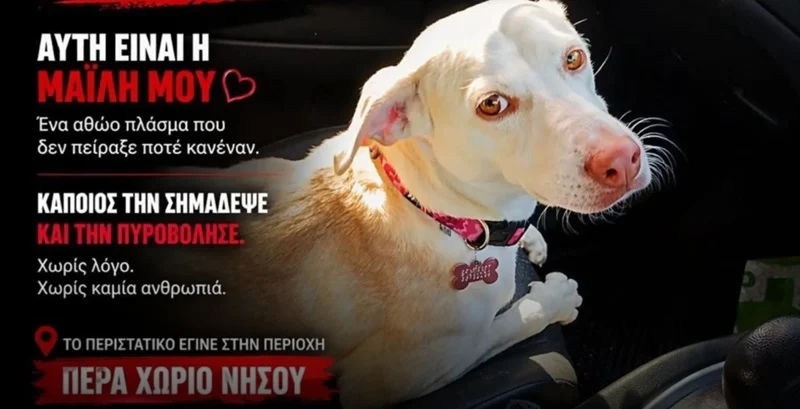 Ραγδαίες εξελίξεις με την υπόθεση πυροβολισμού της Μαΐλη: Εντόπισαν τον δράστη - «Οπλοστάσιο» το σπίτι του, τι ισχυρίζεται