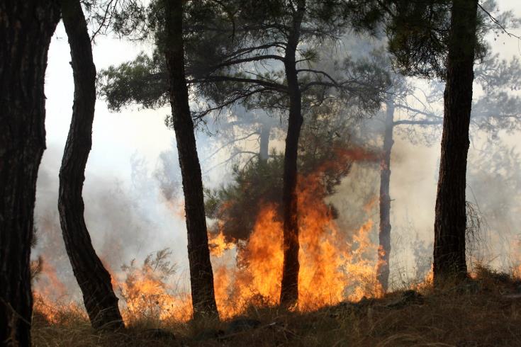 Υπό πλήρη έλεγχο δασική πυρκαγιά στον Κάθηκα που κατέκαψε 3 εκτάρια γεωργικής έκτασης