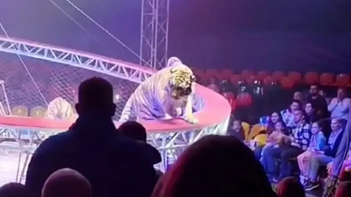 Τρόμος σε τσίρκο: Τίγρης βγήκε από το προστατευτικό δίχτυ και πήγε... βόλτα στις κερκίδες