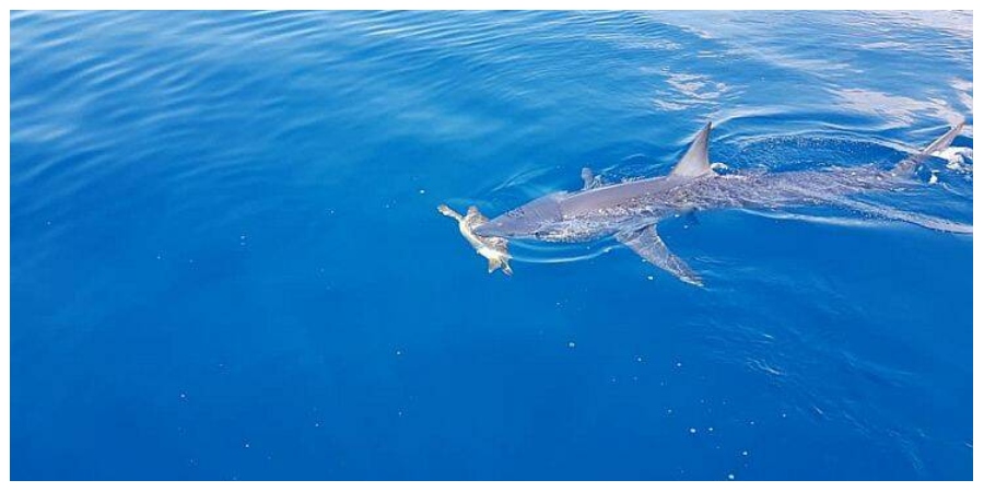 ΤΜ.ΑΛΙΕΙΑΣ: Η διευκρίνηση και ανακοίνωση για τον καρχαρία που επιτέθηκε σε χελώνα στη Λεμεσό - ΒΙΝΤΕΟ