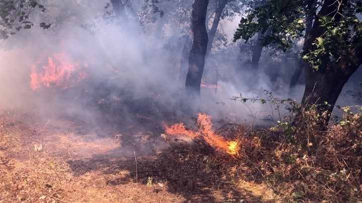 ΕΛΛΑΔΑ: Ξέσπασε νέα πυρκαγιά στην Κέρκυρα 