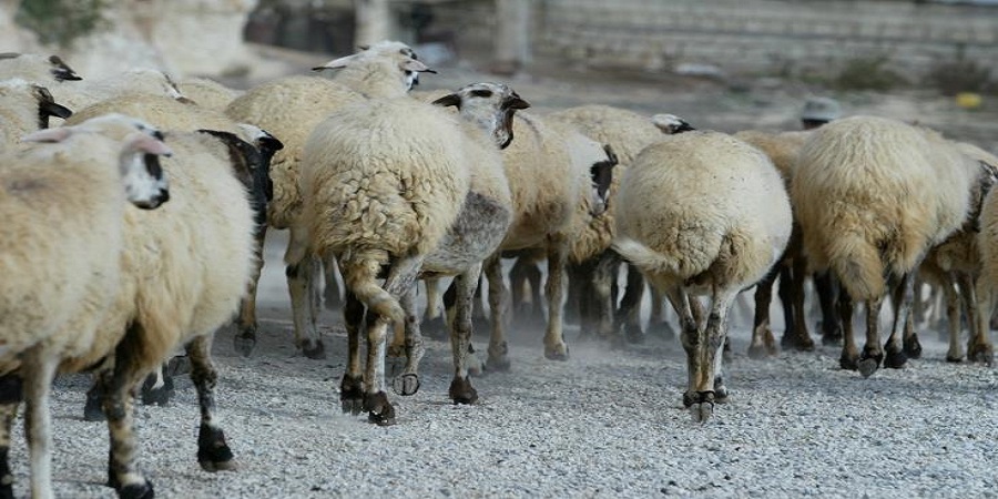 Υπ. Υγείας: Τεράστια ευκαιρία για την κτηνοτροφία οι εξαγωγές στο Ισραήλ