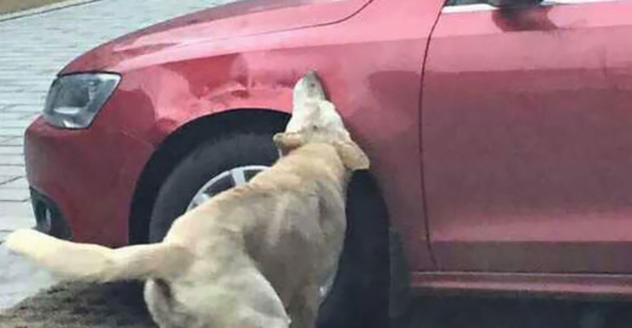 Αδέσποτοι σκύλοι «τρώνε» αυτοκίνητα στη Λάρνακα - Κραυγή βοήθειας ...«Έχω βρέφος, μη θρηνήσουμε θύματα »