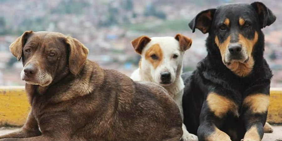 Περδίκης για νομοσχέδιο Περί Σκύλων: 'Η Κυβέρνηση κωλυσιεργεί'