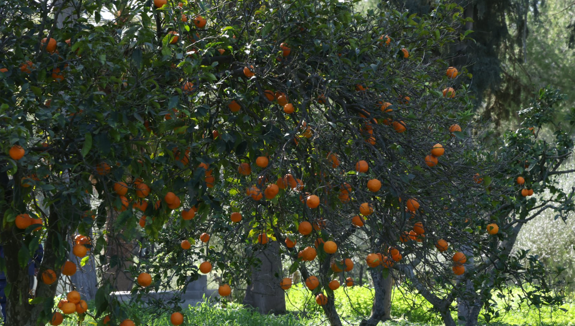 Το Περιβόλι του Προεδρικού στηρίζει ευάλωτες ομάδες για τρίτη συνεχή χρονιά - Το μήνυμα της Πρώτης Κυρίας