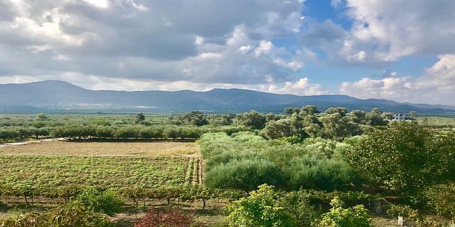 Με 1.000 ευρώ αγοράζεις χωράφι από την Τρ. Κύπρου