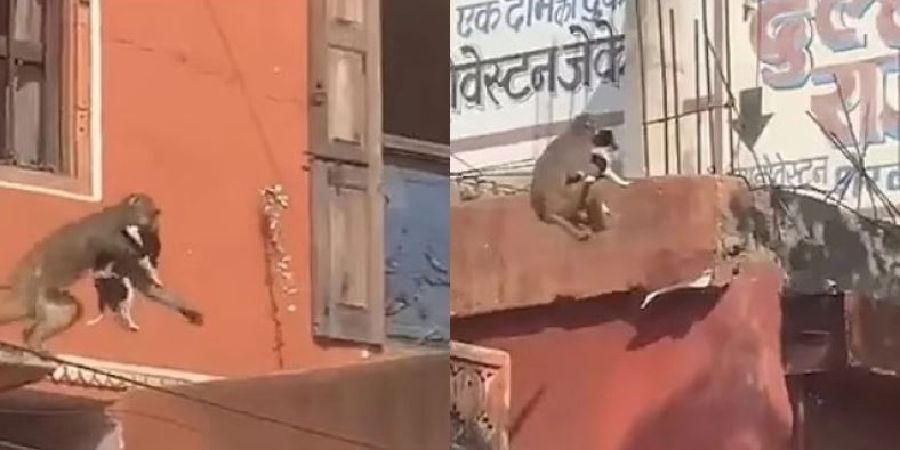 Τον πήρε στα χέρια της - H στιγμή που μαϊμού στην Ινδία «απαγάγει» ένα σκύλο - Δείτε βίντεο