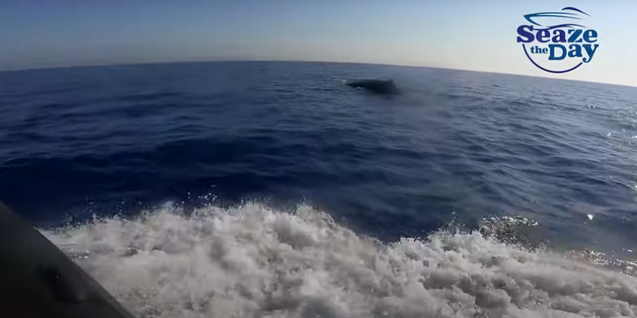 Εντοπίστηκε φάλαινα φυσητήρας στα ανοιχτά της Κύπρου « Ήταν γύρω στα 12-13 μέτρα»
