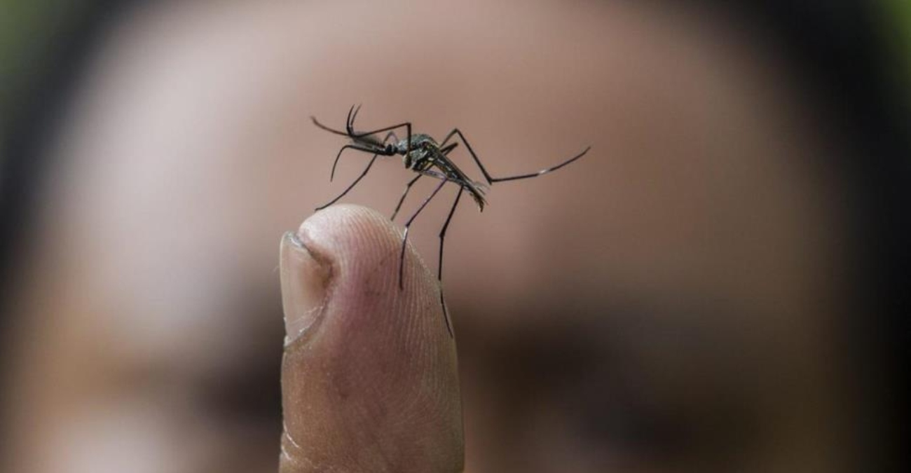 Καθησυχάζουν το κοινό οι αρμόδιοι για το μολυσματικό κουνούπι: «Θα εξαλειφθεί και αυτή η κατάσταση σύντομα θα εκλείψει»
