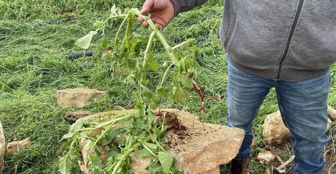 Εγκρίθηκαν από Υπουργικό οι ενισχύσεις σε γεωργούς για ζημιές από θεομηνία - Ποιοι οι δικαιούχοι 