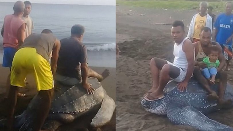 Οργή προκαλεί βίντεο με θαλάσσια χελώνα - Την καβαλάνε και την ποδοπατούν ανελέητα – VIDEO