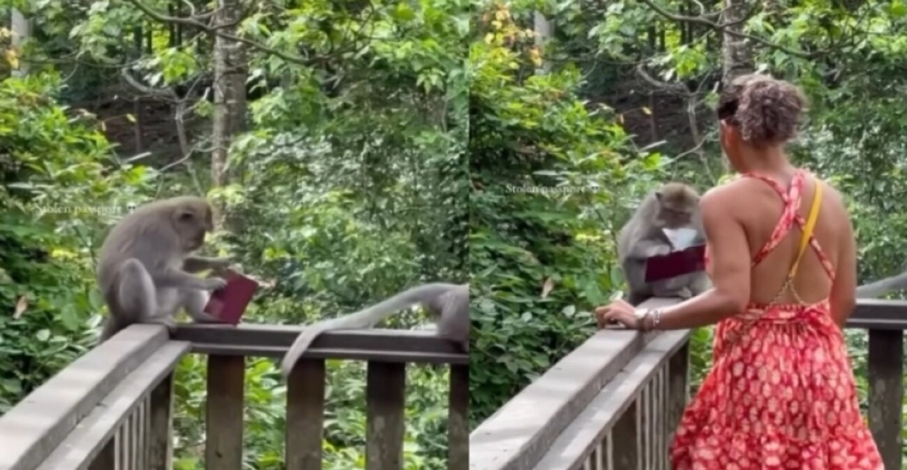 Μπαλί: Πονηρή μαϊμού έκλεψε το διαβατήριο μιας νεαρής τουρίστριας, το έφαγε και έγινε viral - Δείτε βίντεο