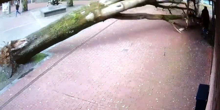 Γυναίκα και παιδί γλιτώνουν για μερικά εκατοστά από πτώση δέντρου - VIDEO