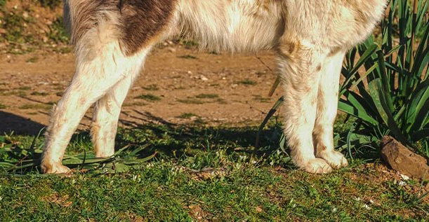 Σοκ και οργή: Πυροβόλησαν ανυπεράσπιστο σκυλάκι στη Λευκωσία – Η Μαΐλη δίνει μάχη για τη ζωή της – Σκληρή φωτογραφία