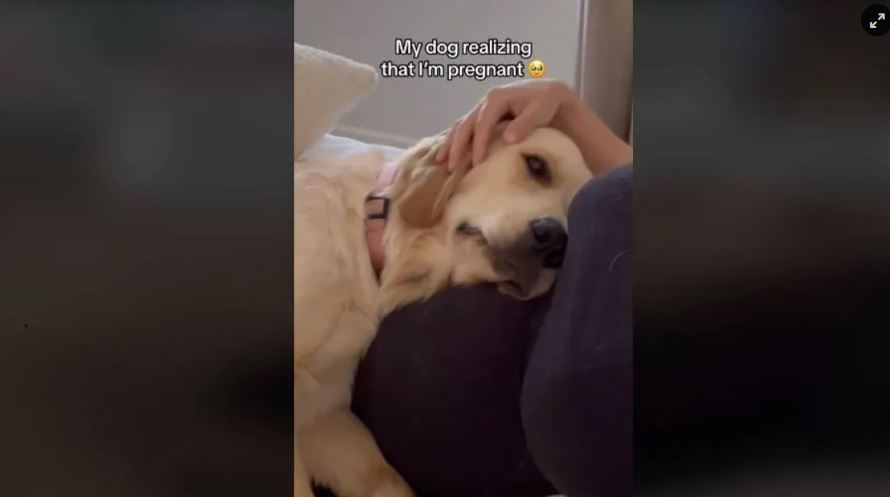 Viral βίντεο: H τρυφερή στιγμή που σκυλίτσα συνειδητοποιεί ότι η ιδιοκτήτριά της είναι έγκυος