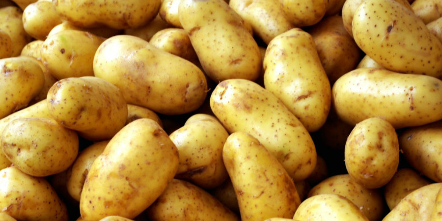 Χιλιάδες τόνοι πατατών από τα κατεχόμενα στις ελεύθερες περιοχές