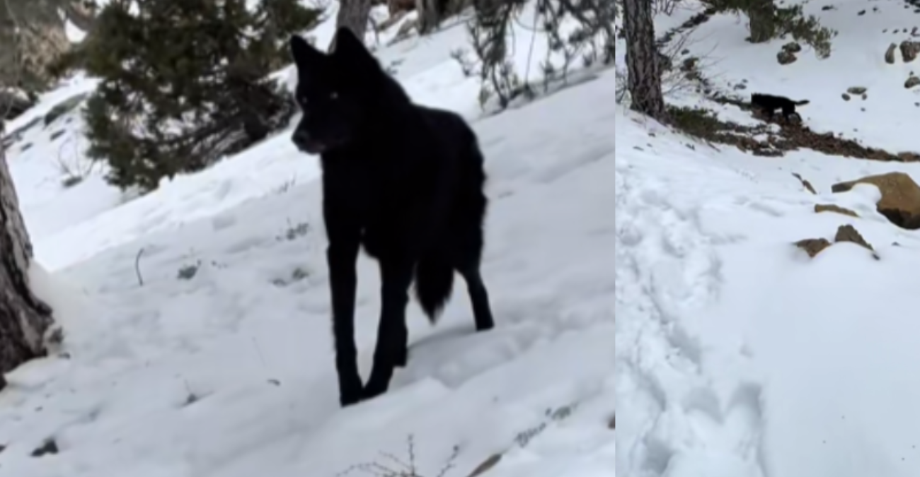 Λύκος στο Τρόοδος; Το βίντεο που έχει προκαλέσει αναστάτωση στα social media