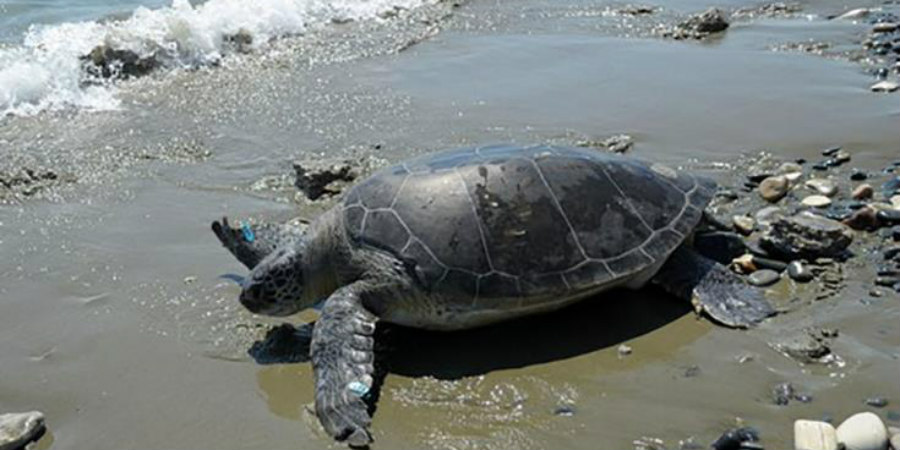 ΛΑΡΝΑΚΑ: Απελευθέρωση θαλάσσιας χελώνας - Συμβολικό το όνομα που της δόθηκε