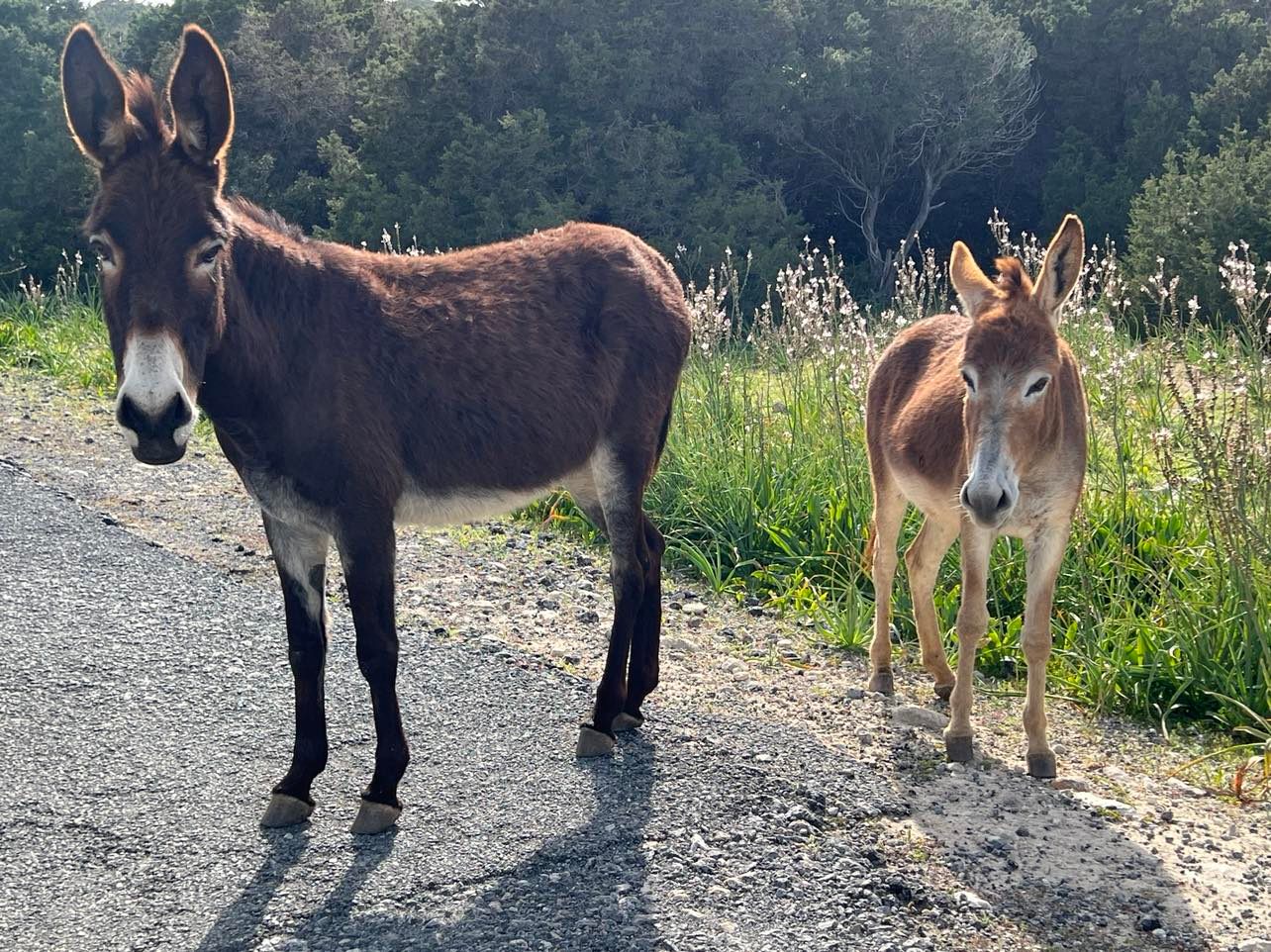 «Τρόμος» για δύο Κύπριες: Τους περικύκλωσαν γαϊδουράκια και αυτές τα… τάισαν χαρούπια – Δείτε βίντεο