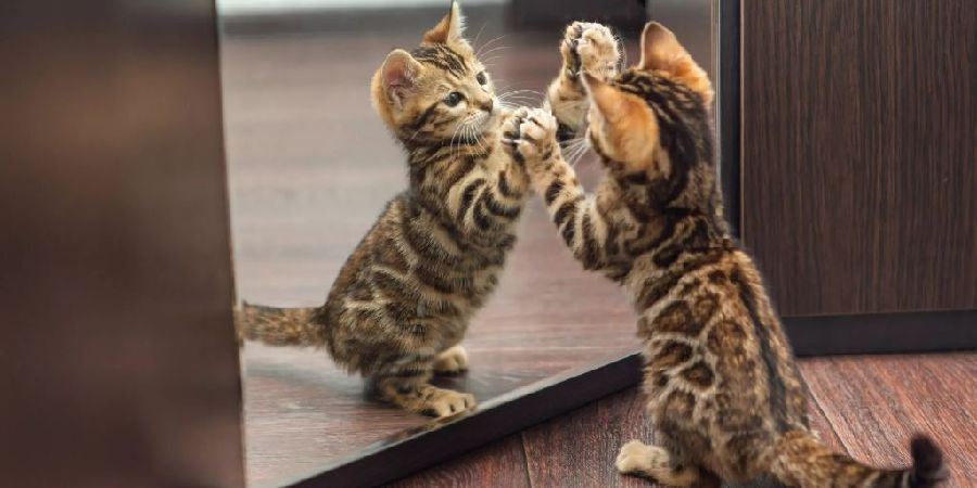 Απάντηση στο γιατί οι γάτες συμπεριφέρονται περίεργα μπροστά από τον καθρέφτη