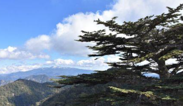 Υπό πλήρη έλεγχο δασική πυρκαγιά στην περιοχή Πετρόβουνος στη Νατά