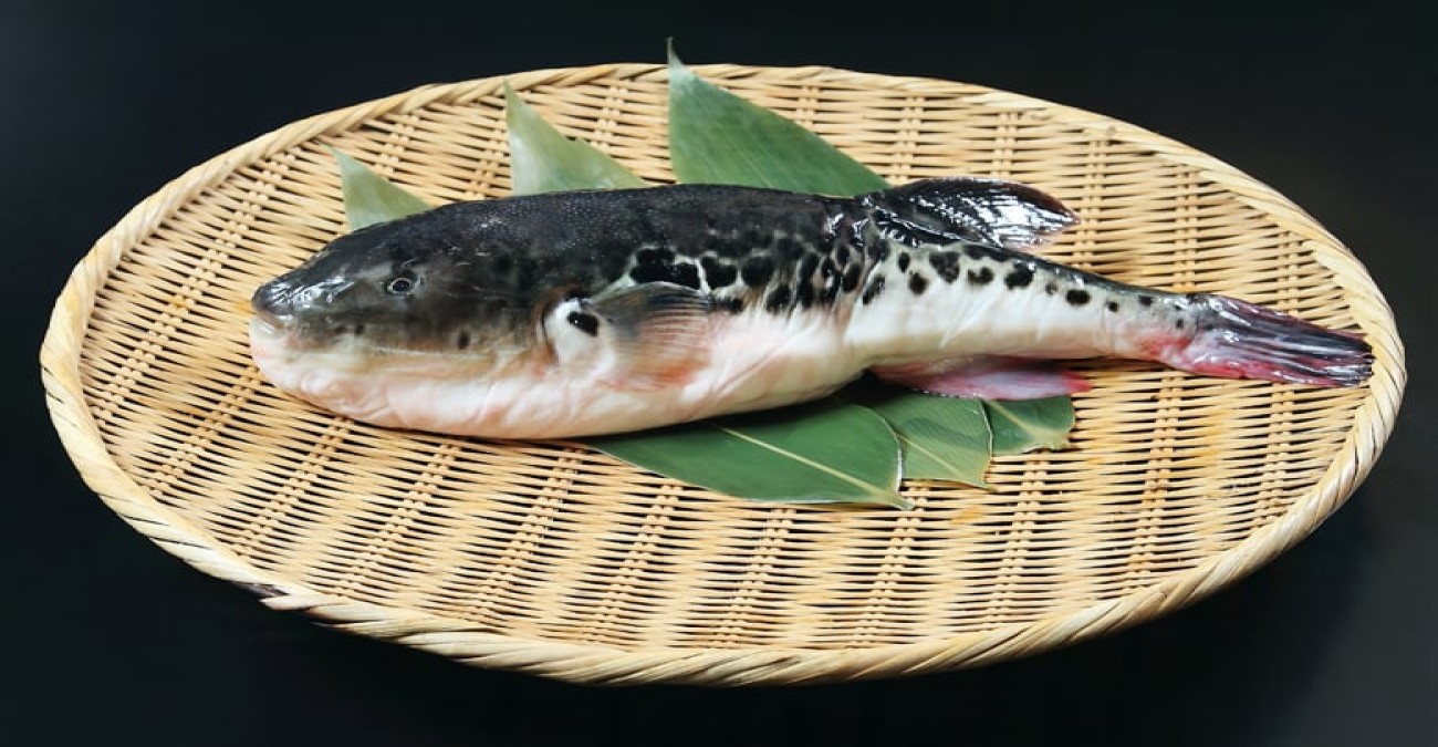 Μαλαισία: Ζευγάρι πέθανε όταν έφαγε το επικίνδυνο ψάρι fugu