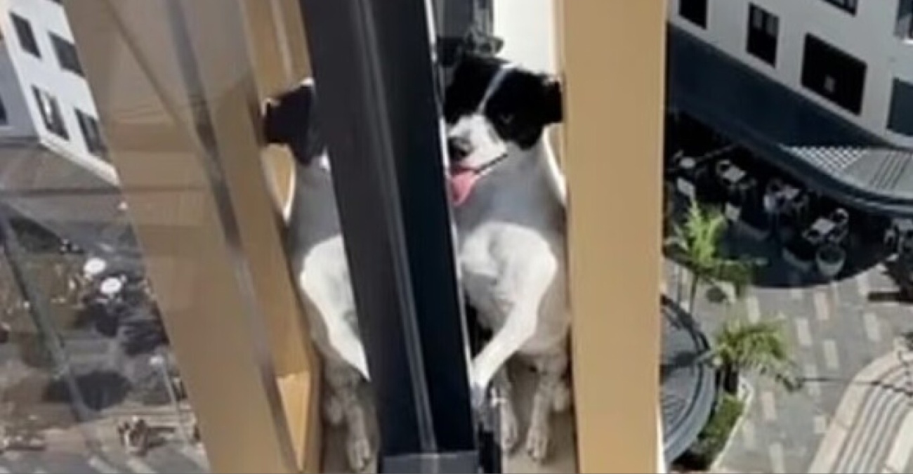 Δραματική διάσωση σκυλίτσας από τον 13ο όροφο πολυκατοικίας: Είχε εγκλωβιστεί για μέρες σε εξωτερική προεξοχή